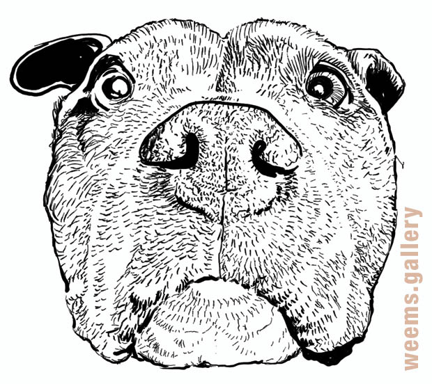 Pago the Dog